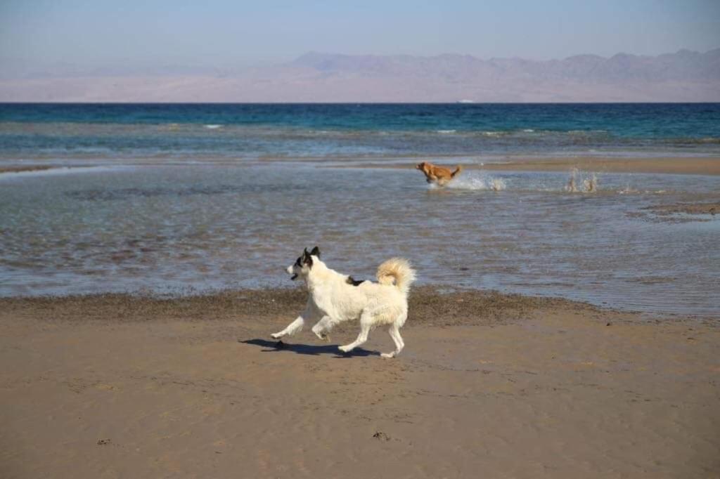 Sebaii Camp السباعى كامب شاطئ الترابين بجوار ويت بالس Albergue Nuweiba` Exterior foto