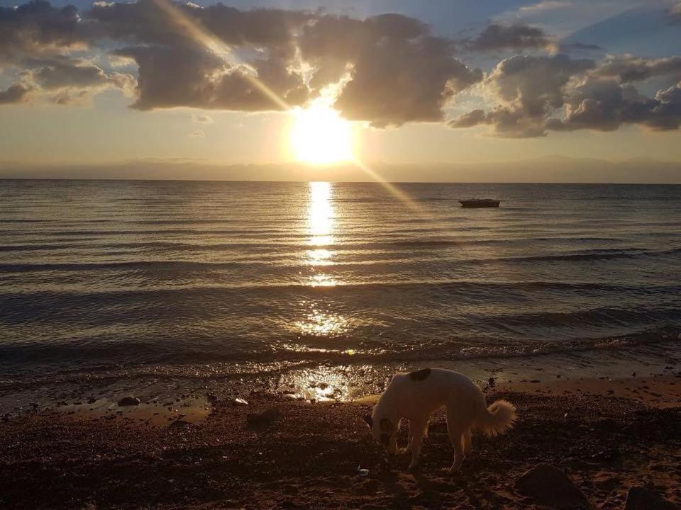 Sebaii Camp السباعى كامب شاطئ الترابين بجوار ويت بالس Albergue Nuweiba` Exterior foto